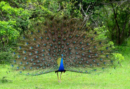 Peacock, clearly desperate for attention